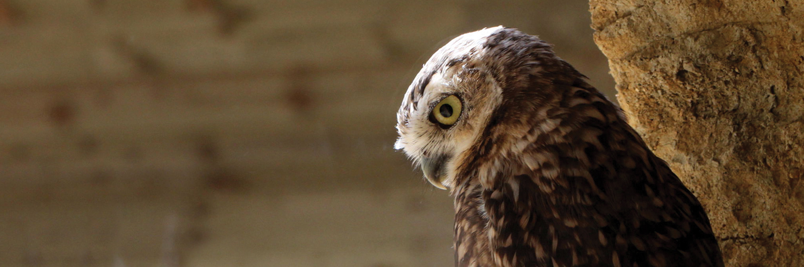 MeettheBurrowers_header